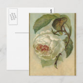 Vintage Rose Postkarte (Vorne/Hinten)