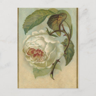 Vintage Rose Postkarte