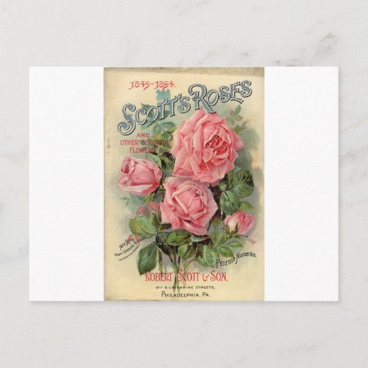 Vintage Rose Postkarte (Vorderseite)
