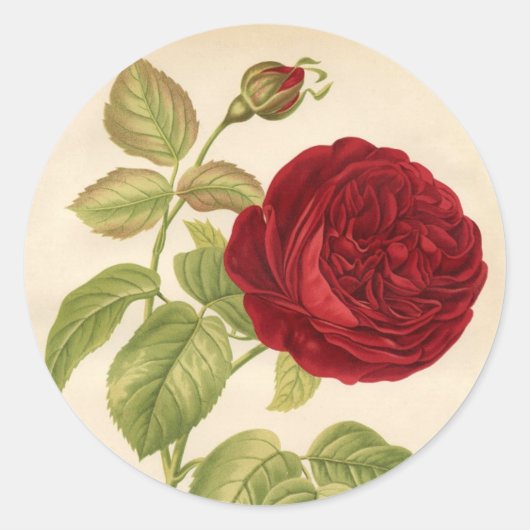 Vintage Rose Runder Aufkleber (Vorderseite)