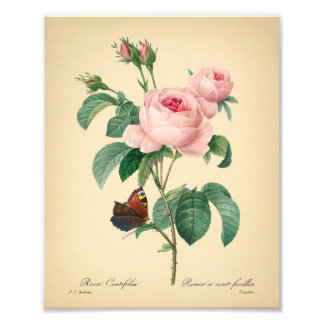 Vintage Rose Schmetterling Rosa Blume von Redoute Fotodruck
