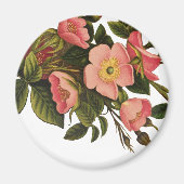 Vintage Rose Schöne rosa botanische Magnet (Vorne)