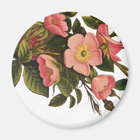 Vintage Rose Schöne rosa botanische Magnet (Vorne)