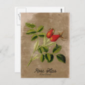 Vintage Rosehips Postkarte (Vorne/Hinten)