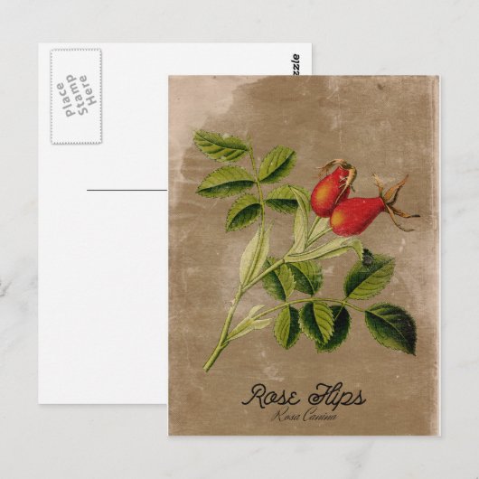 Vintage Rosehips Postkarte (Vorne/Hinten)