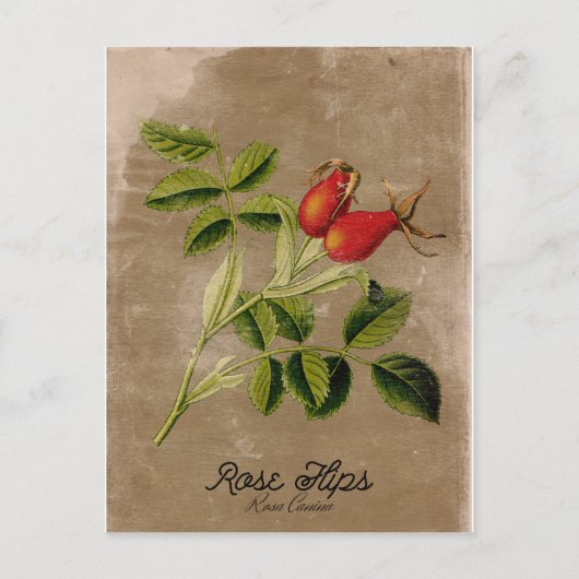 Vintage Rosehips Postkarte (Vorderseite)