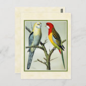 Vintage Rosella Parakeets Illustration Postkarte (Vorne/Hinten)