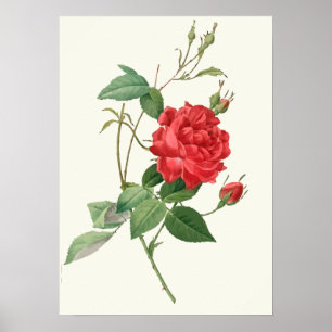 Vintage Rosen-botanischer Druck Poster