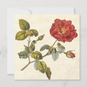 Vintage-Rosen-Botanischer-Geburtstags-Gartenparty Einladung