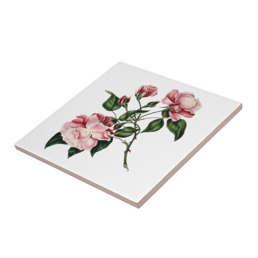 Vintage Rosen-Fliese Fliese (Seite)