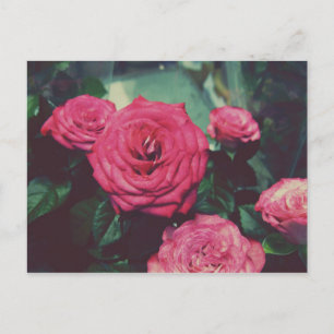 Vintage-Rosen I Postkarte