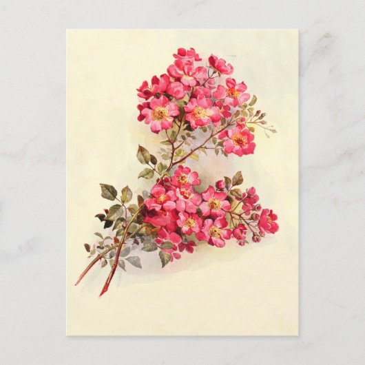 Vintage Rosen Postkarte (Vorderseite)