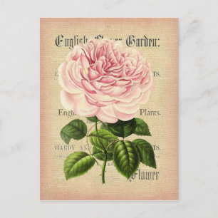 Vintage-Rosenblume feminine florale Postkarte