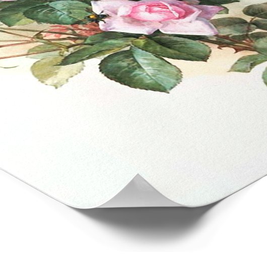 Vintage Rosenmalerei Poster (Ecke)