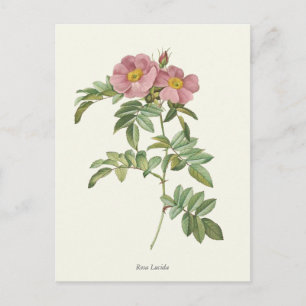 Vintage Rosenstöcke Botanische Schrift Postkarte