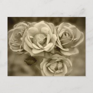 Vintage Roses Postkarte
