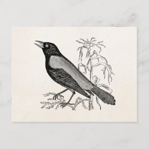 Vintage Rostiger Rabe Amsel Vogel - Retro Vögel Postkarte