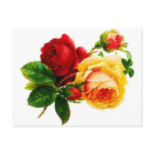 Vintage Rot- und Gelbrosen Postkarte