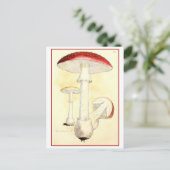 Vintage Rot-Vorstufe / Pilzbildnis Postkarte (Stehend Vorderseite)