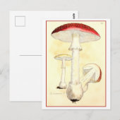 Vintage Rot-Vorstufe / Pilzbildnis Postkarte (Vorne/Hinten)