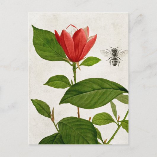 Vintage Rote Blume und Biene Postkarte (Vorderseite)