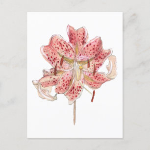 Vintage rote Blume zeichnend von Samuel Colman Postkarte