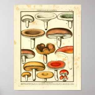 Vintage rote gelbe grüne Pilze französischer Druck Poster