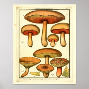 Vintage-Rote-Grüne-Pilze-Französischer-Kunst-Druck Poster