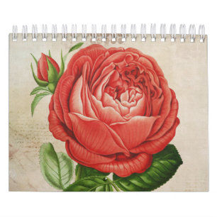 Vintage rote Hybrid-Perpetualrose, Paul Neyron Ros Kalender