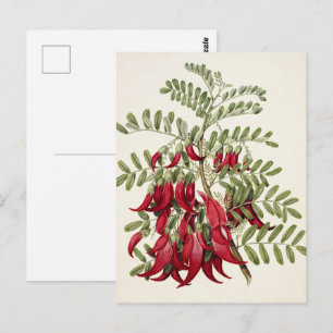 Vintage Rote Kaka-Schnabel-Blume Botanische Kunst Postkarte