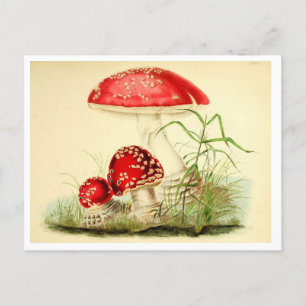 Vintage rote Pilz / Fliegenpilz Postkarte