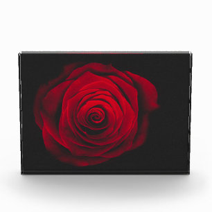 Vintage rote Rose auf schwarzem Hintergrund Fotoblock