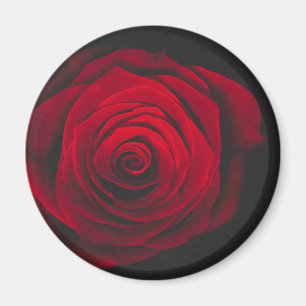 Vintage rote Rose auf schwarzem Hintergrund Magnet
