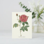Vintage Rote Rose Botanische Schrift Postkarte (Stehend Vorderseite)