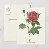 Vintage Rote Rose Botanische Schrift Postkarte (Vorne/Hinten)