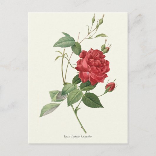 Vintage Rote Rose Botanische Schrift Postkarte (Vorderseite)