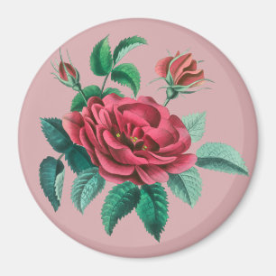 Vintage Rote Rose Magnet