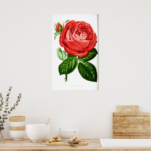 Vintage Rote Rose Poster (Küche)