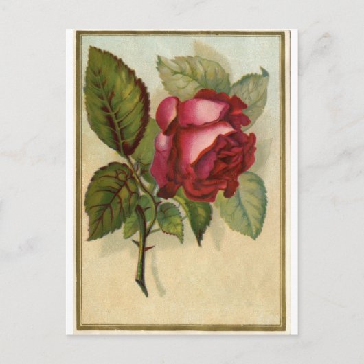 Vintage Rote Rose Postkarte (Vorderseite)