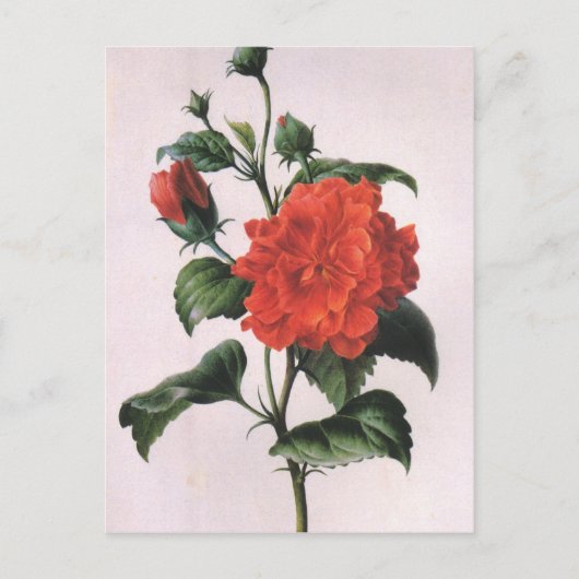 Vintage Rote Rose Postkarten (Vorderseite)