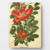 Vintage Rote Rose Rosa Rugosa Fotoplatte (Vorderseite)