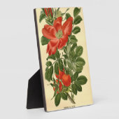 Vintage Rote Rose Rosa Rugosa Fotoplatte (Seite)