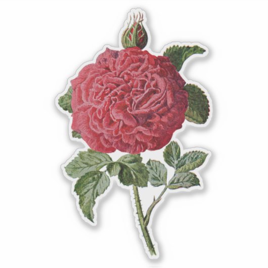 VINTAGE ROTE ROSE TRANSPARENTER STICKER (Vorderseite)
