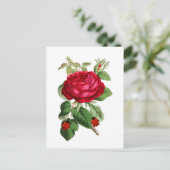 Vintage Rote Rose und Ladybugs Postkarte (Stehend Vorderseite)