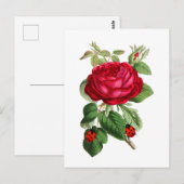 Vintage Rote Rose und Ladybugs Postkarte (Vorne/Hinten)