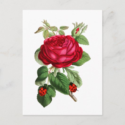Vintage Rote Rose und Ladybugs Postkarte (Vorderseite)