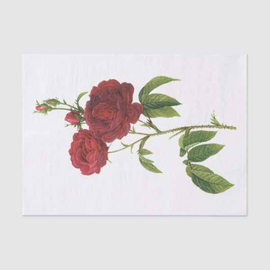 Vintage Rote Rosen #1 Blume Blumenzellenpapier Seidenpapier (Vorderseite)