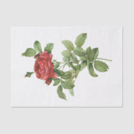 Vintage Rote Rosen #2 Blume Blumenpapier Seidenpapier