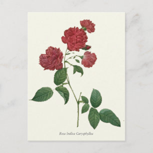 Vintage Rote Rosen Botanische Schrift Postkarte