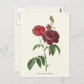 Vintage Rote Rosen Botanische Schrift Postkarte (Vorne/Hinten)